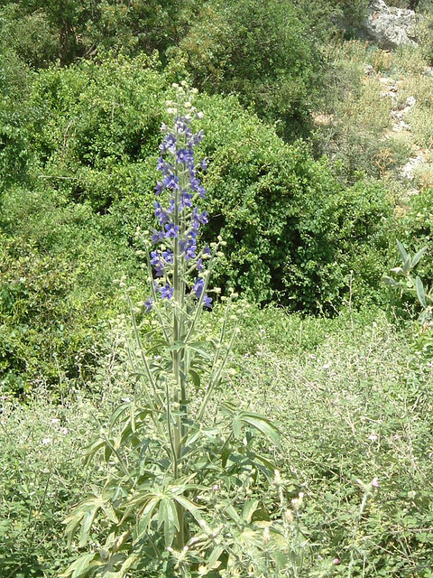 زبان‌درقفا